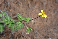 Bidens ostruthioides