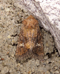 Lacinipolia stricta