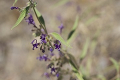 Trichostema laxum