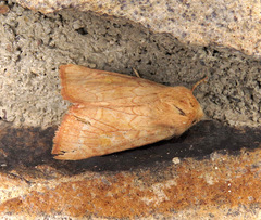 Amphipoea keiferi