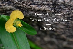 Commelina africana villosior