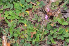 Desmodium molliculum