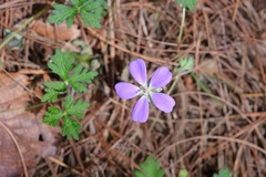 Geranium goldmanii