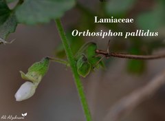 Orthosiphon pallidus