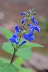 Salvia patens