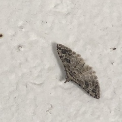 Alucita montana