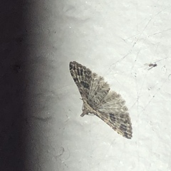 Alucita montana