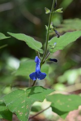 Salvia patens