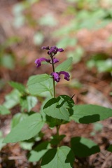 Scutellaria guatemalensis