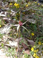 Caladenia reticulata