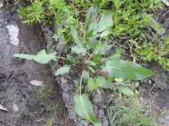 Rumex brownii