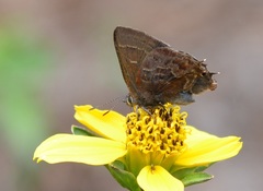 Callophrys guatemalena