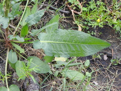 Rumex brownii
