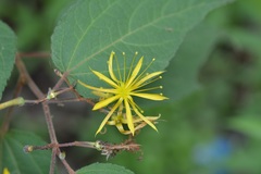 Triumfetta columnaris