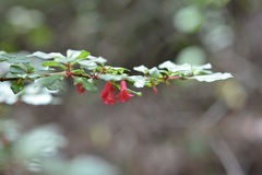 Fuchsia thymifolia minimiflora
