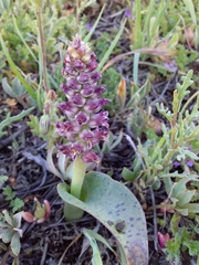 Lachenalia elegans