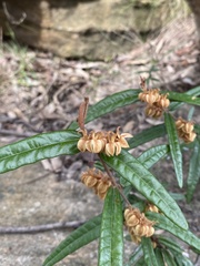 Lasiopetalum