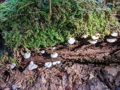 Crepidotus malachius