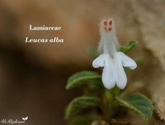 Leucas alba