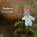 Leucas alba - Photo (c) Ali Mohammed Alzahrani, algunos derechos reservados (CC BY-NC-ND)