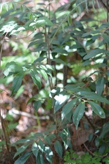 Picramnia deflexa