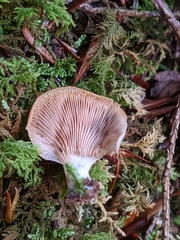Crepidotus malachius
