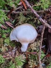 Crepidotus malachius