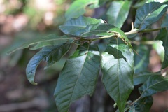 Quercus crispipilis