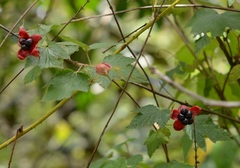 Rubus trilobus