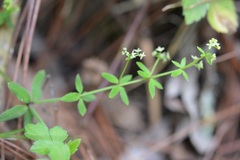 Galium aschenbornii