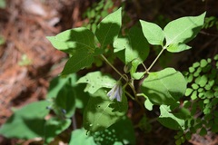 Lycianthes ciliolata
