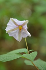 Lycianthes ciliolata