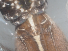 Psechrus libelti