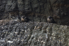 Ptyonoprogne concolor