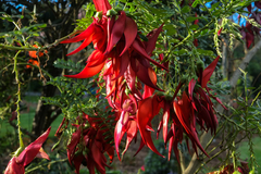 Clianthus puniceus