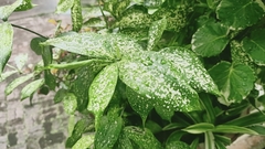 Dracaena surculosa