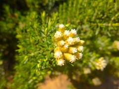 Ozothamnus turbinatus