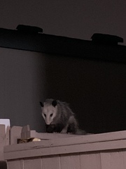 Didelphis virginiana