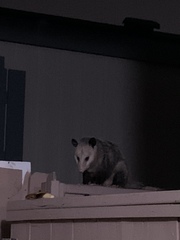 Didelphis virginiana