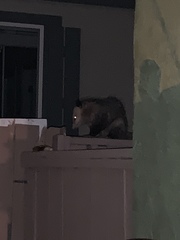 Didelphis virginiana