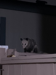 Didelphis virginiana