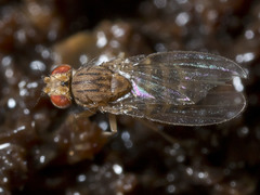Drosophila busckii