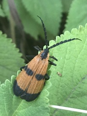 Calopteron terminale