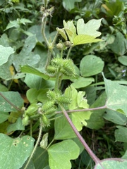 Xanthium strumarium canadense