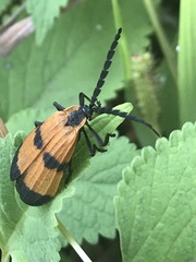 Calopteron terminale