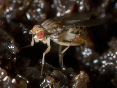 Drosophila busckii