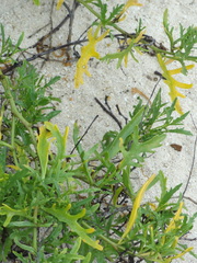 Cakile lanceolata image