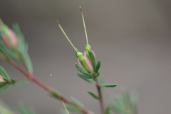 Darwinia biflora
