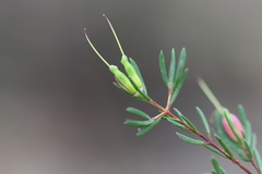 Darwinia biflora