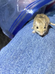 Perognathus longimembris